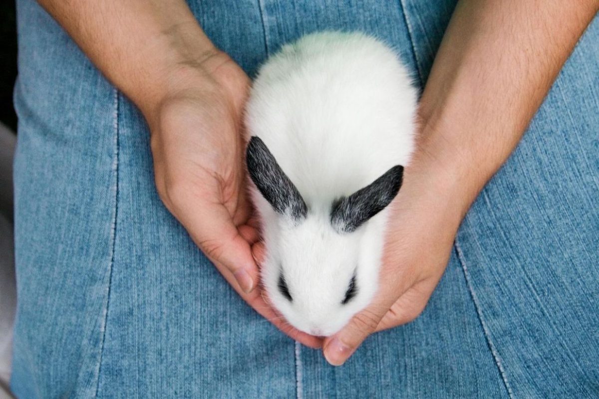 Bringing-your-pet-to-Spain-–-Birds-rabbits-and-other-animals