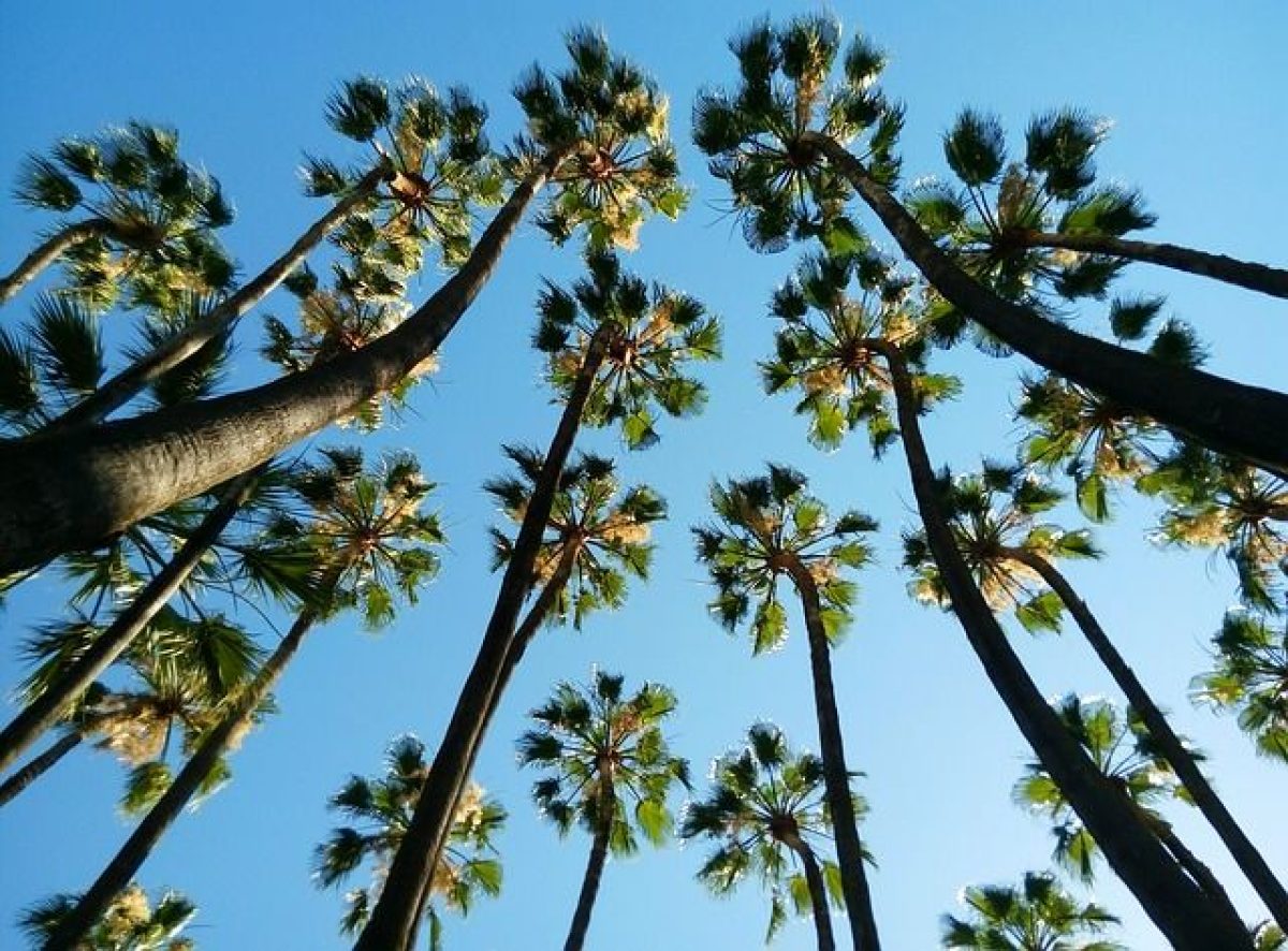 tropical-2459106_640